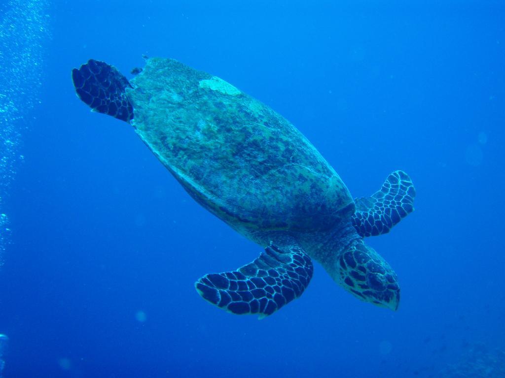 Shamar Guesthouse & Dive Maamigili Exteriör bild