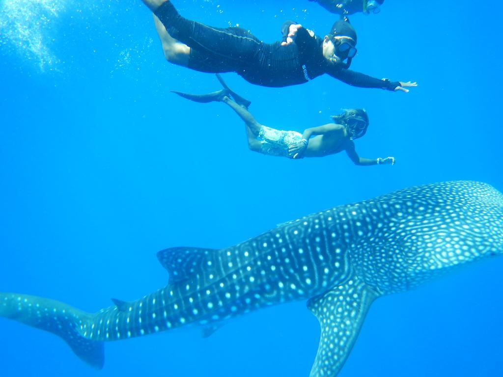 Shamar Guesthouse & Dive Maamigili Exteriör bild