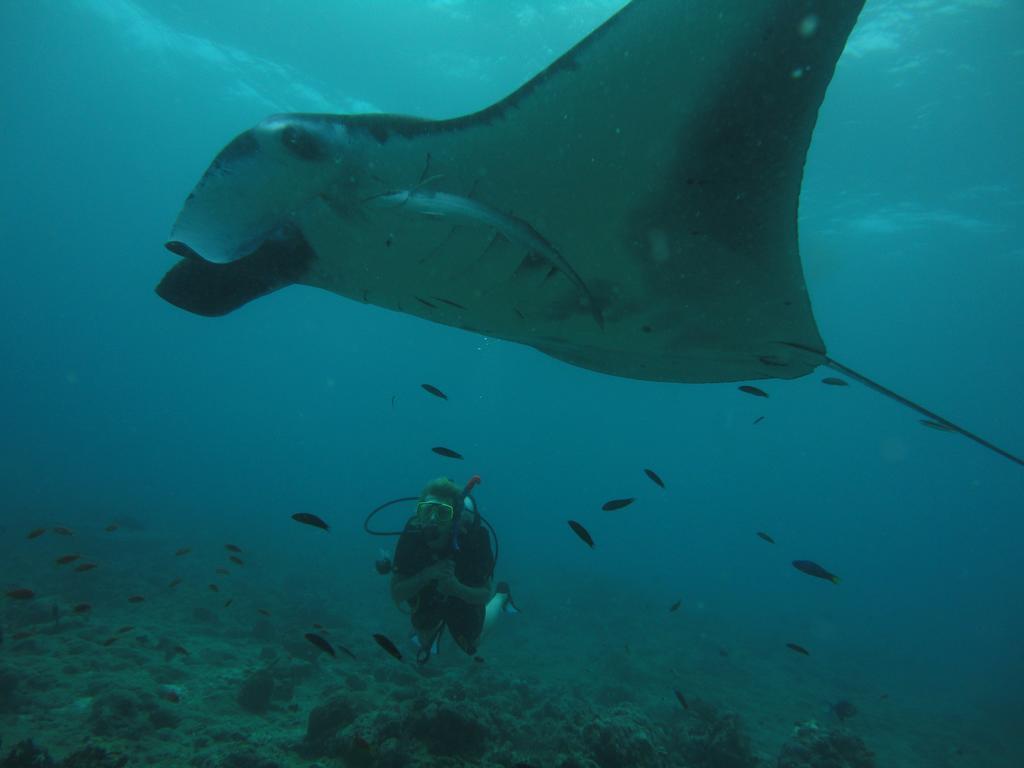 Shamar Guesthouse & Dive Maamigili Exteriör bild