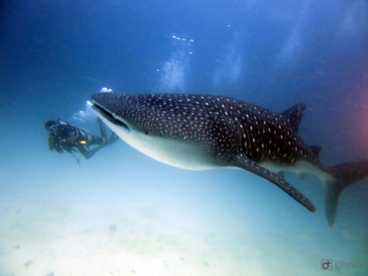 Shamar Guesthouse & Dive Maamigili Exteriör bild